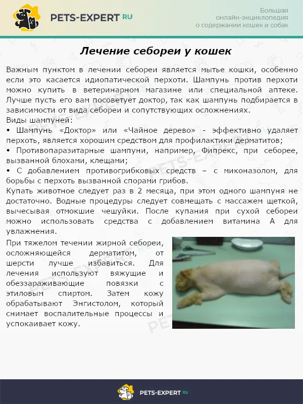 Лечение себореи у кошки