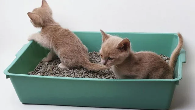 Лоток для котят должен соответствовать размерам питомцев