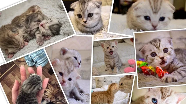 Новорожденные котята растут очень быстро