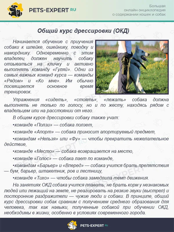 Общий курс дрессировки (ОКД)