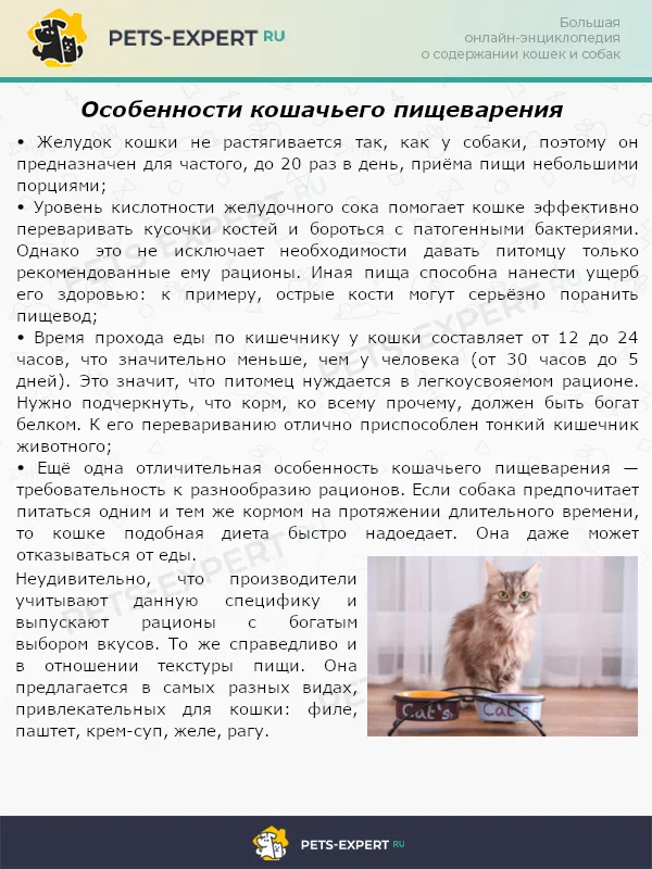Особенности кошачьего пищеварения