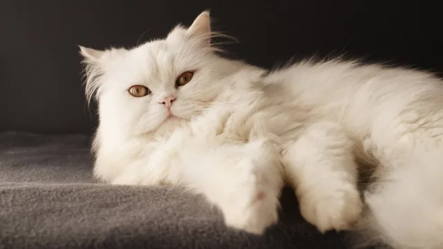 Персидские коты любят поесть