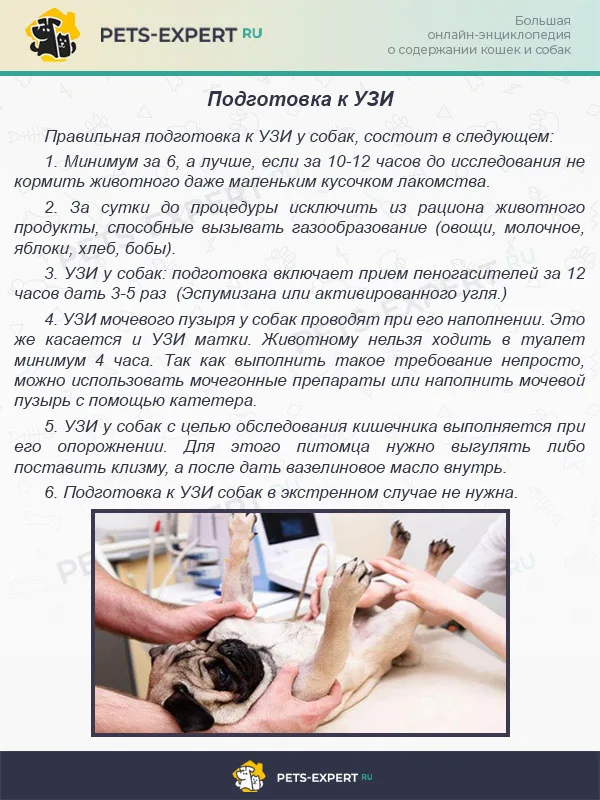Подготовка к УЗИ