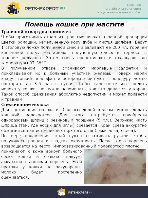 Помощь кошке при мастите