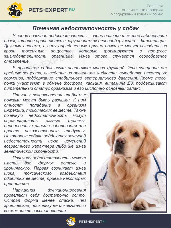 Почечная недостаточность у собак