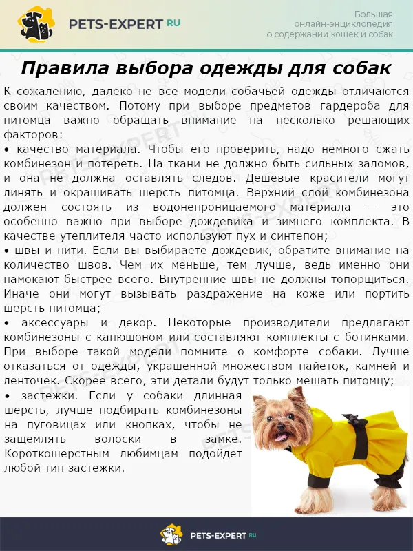 Правила выбора одежды для собак