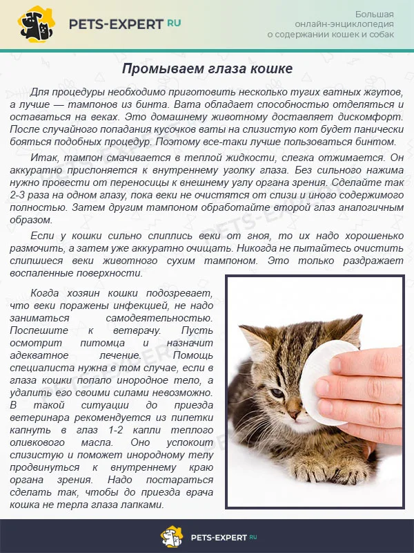 Промываем глаза кошке