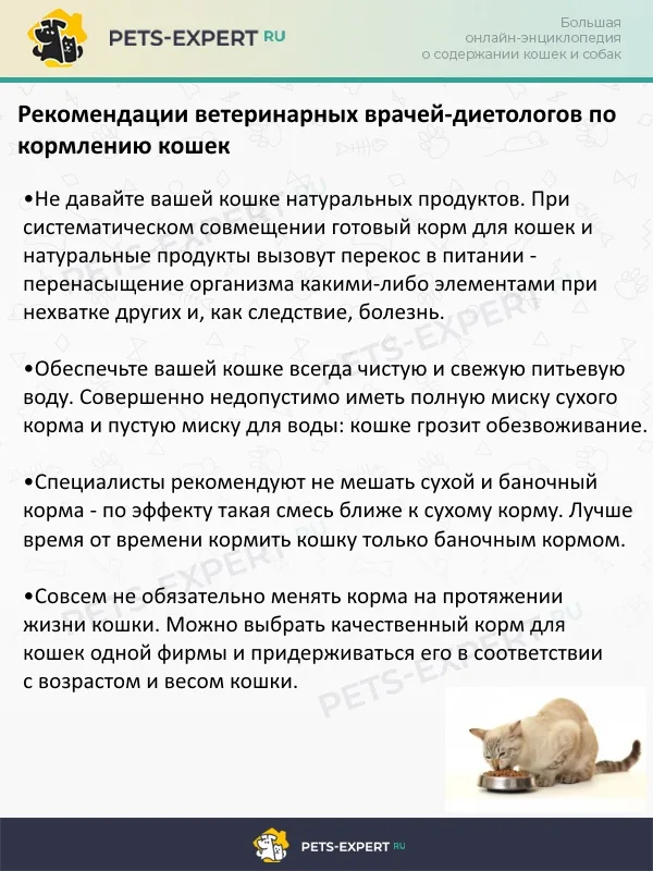 Рекомендации врачей-диетологов по кормлению кошек
