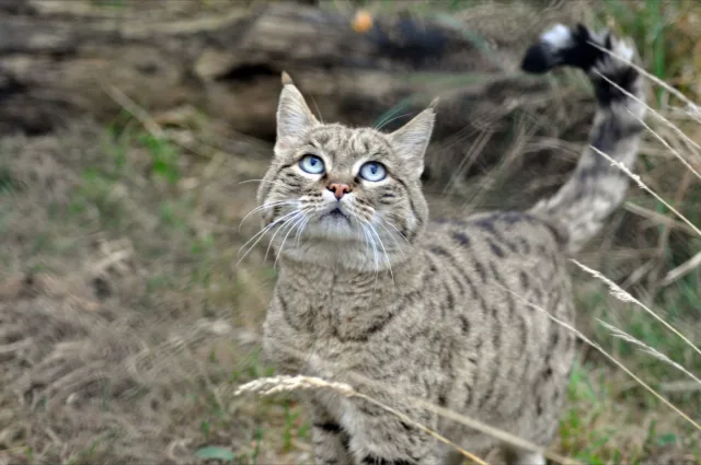 Рисунок на кошках появился на животных с целью самозащиты и маскировки