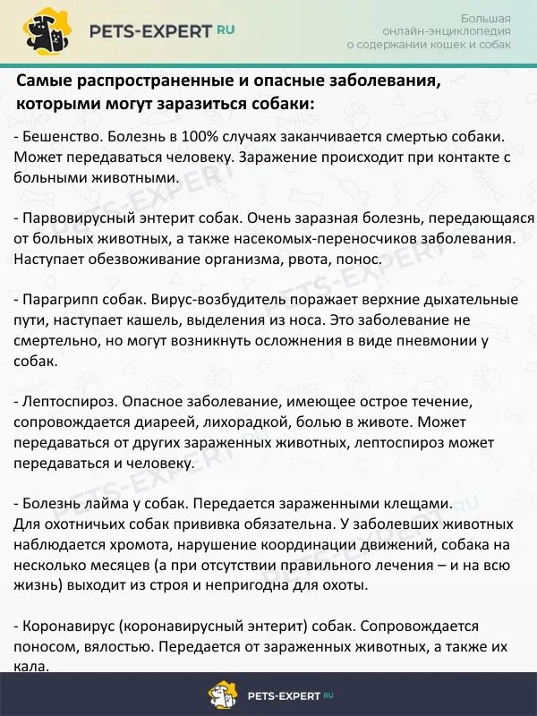 Самые распространенные и опасные заболевания, которыми могут заразиться собаки