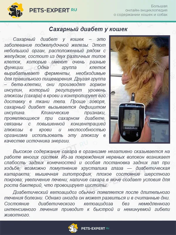 Сахарный диабет у кошек
