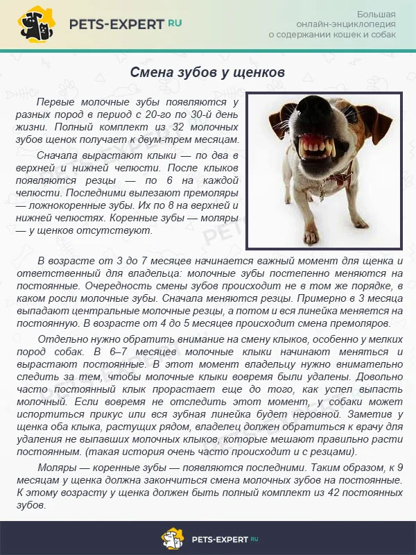 Смена зубов у щенков