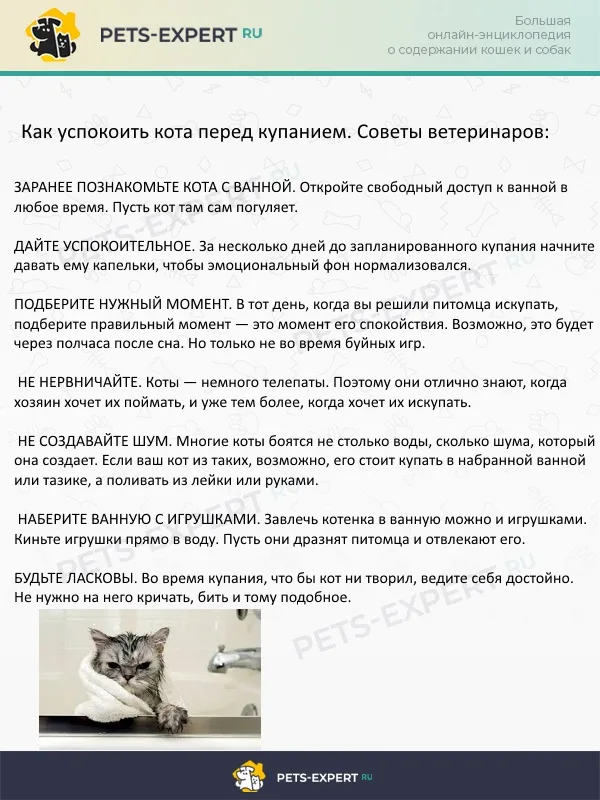 Советы ветеринаров, как успокоить кота перед купанием