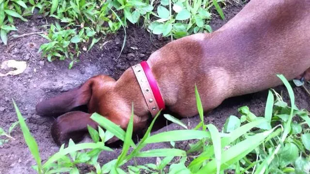 Такса роет нору