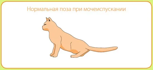 Так ходят в туалет здоровые коты