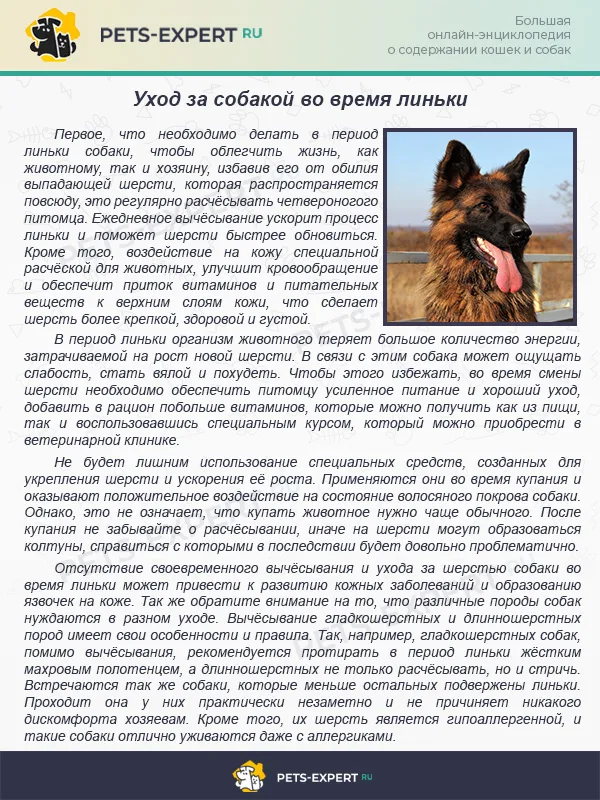 Уход за собакой во время линьки