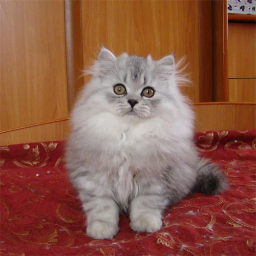 Ухоженный котёнок хайленд-страйт
