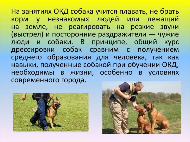 Чему учится собака на курсах ОКД