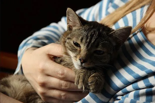 Чем раньше успокоится кошка, тем быстрей ей удастся избавиться от надоедливой икоты