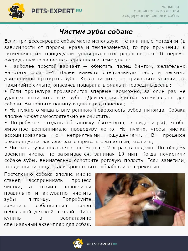 Чистим зубы собаке