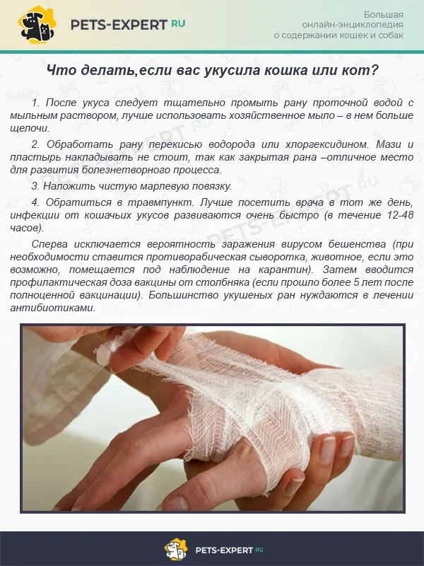 Что делать, если вас укусила кошка или кот?