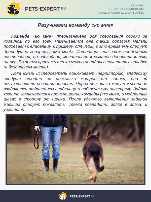 Разучиваем команду «ко мне»