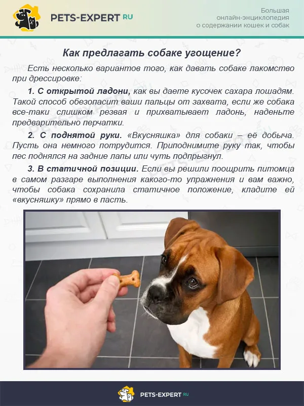 Как предлагать собаке угощение?