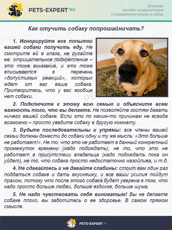 Как отучить собаку попрошайничать?