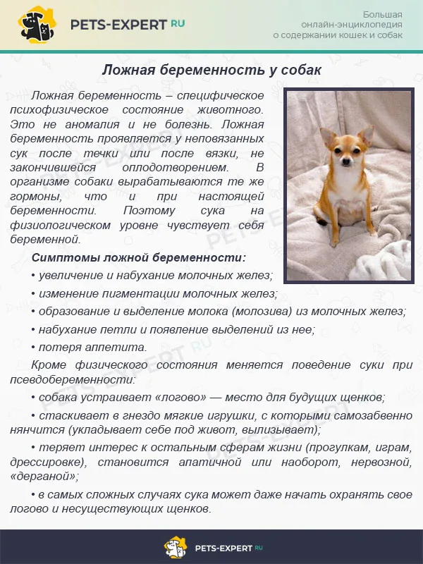 Ложная беременность у собак