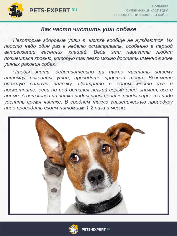 Как часто чистить уши собаке