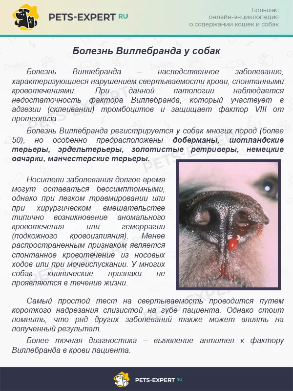 Болезнь Виллебранда у собак