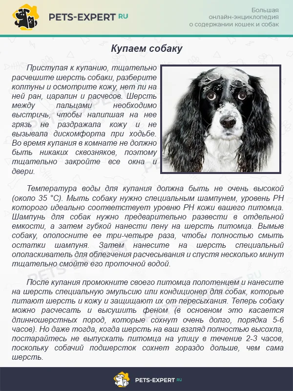 Купаем собаку