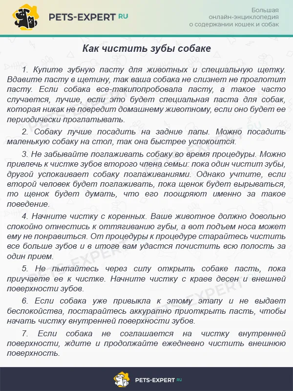Как чистить зубы собаке