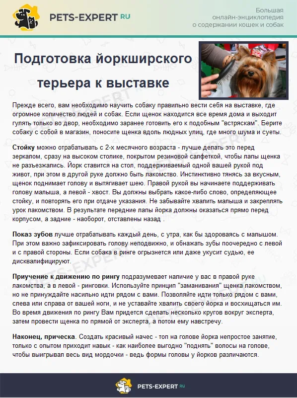 Подготовка йоркширского терьера к выставке