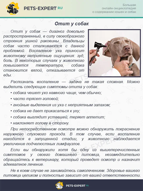 Отит у собак