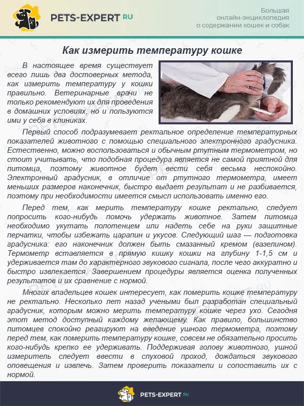 Как измерить температуру кошке