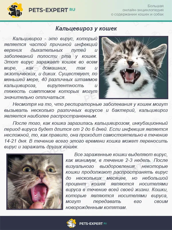 Кальцевироз у кошек