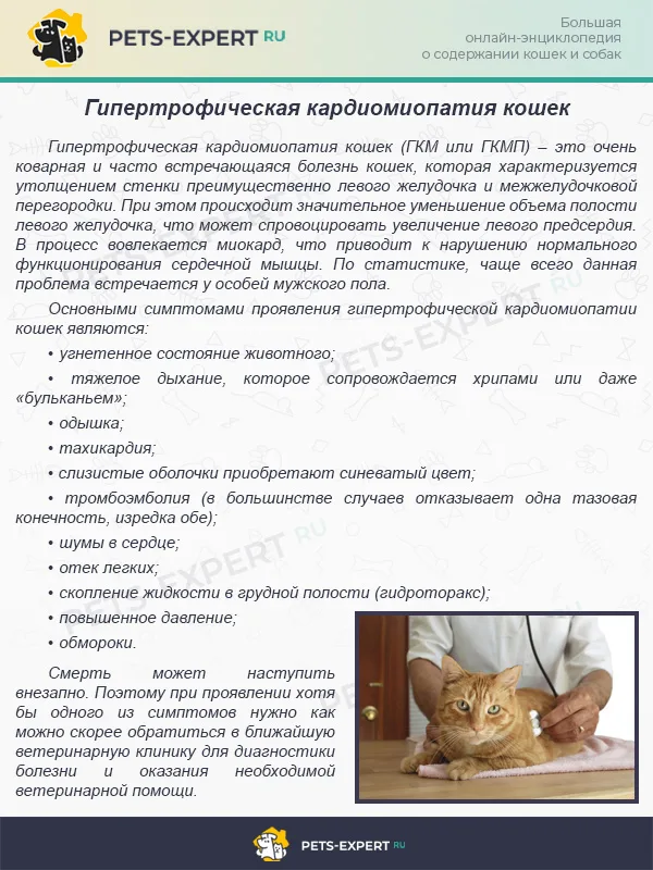 Гипертрофическая кардиомиопатия кошек