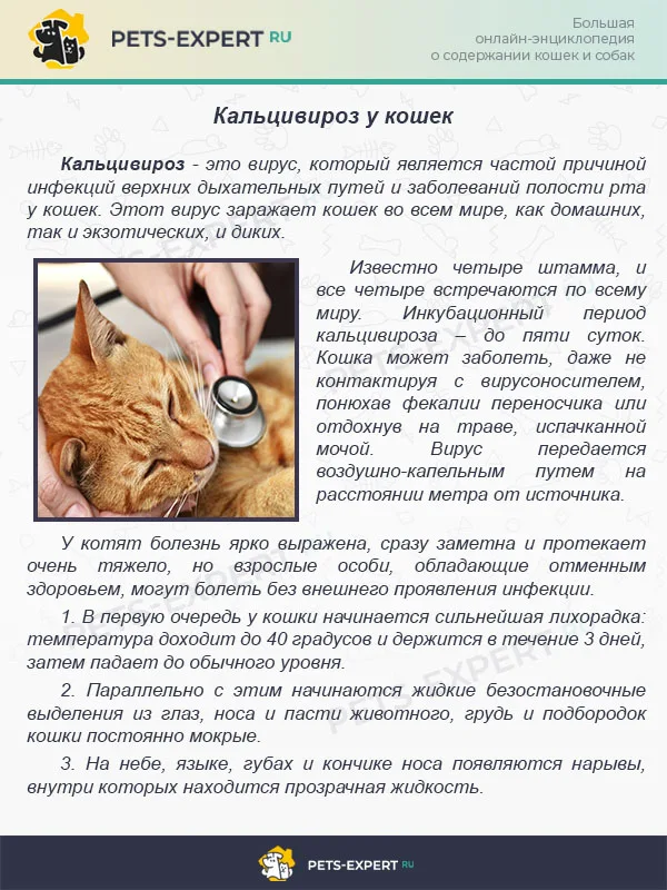 Кальцивироз у кошек