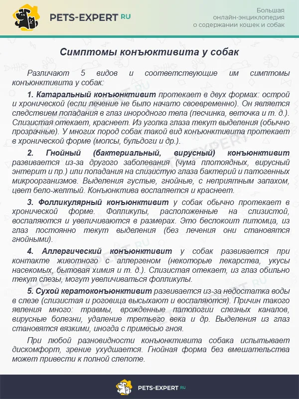 Симптомы конъюктивита у собак