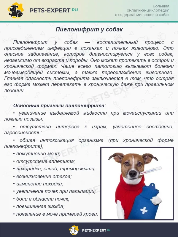 Пиелонифрит у собак