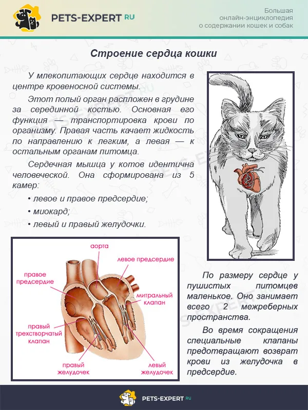Строение сердца кошки