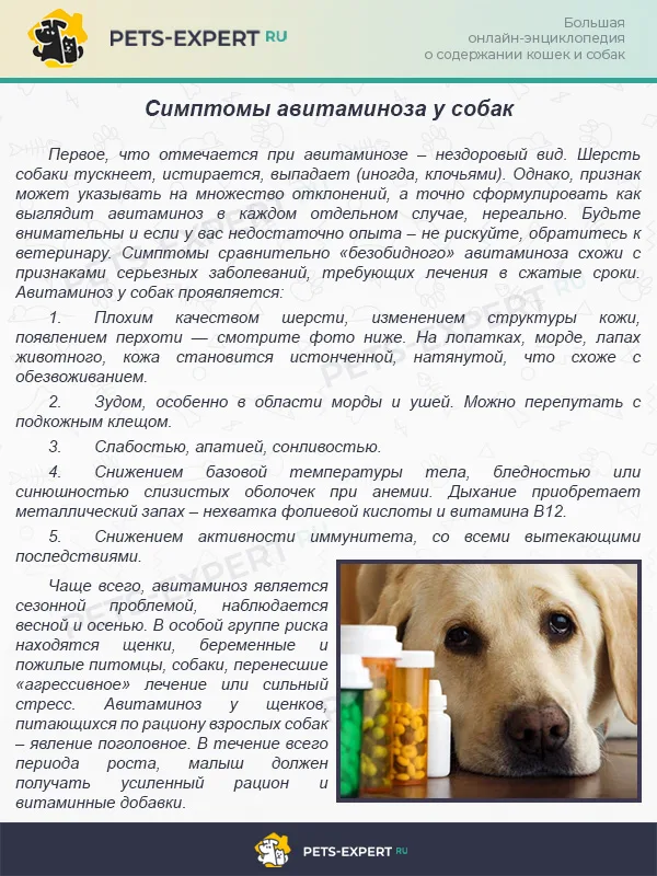 Симптомы авитаминоза у собак