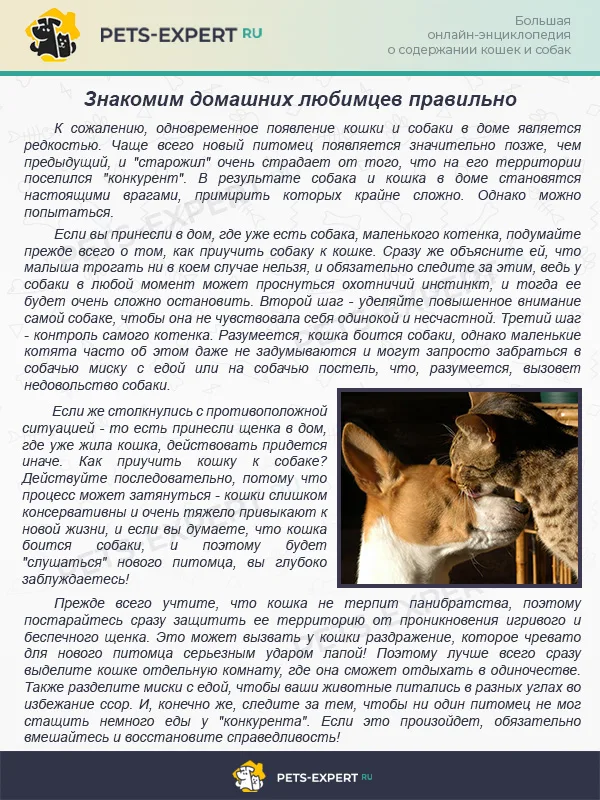 Знакомим домашних любимцев правильно