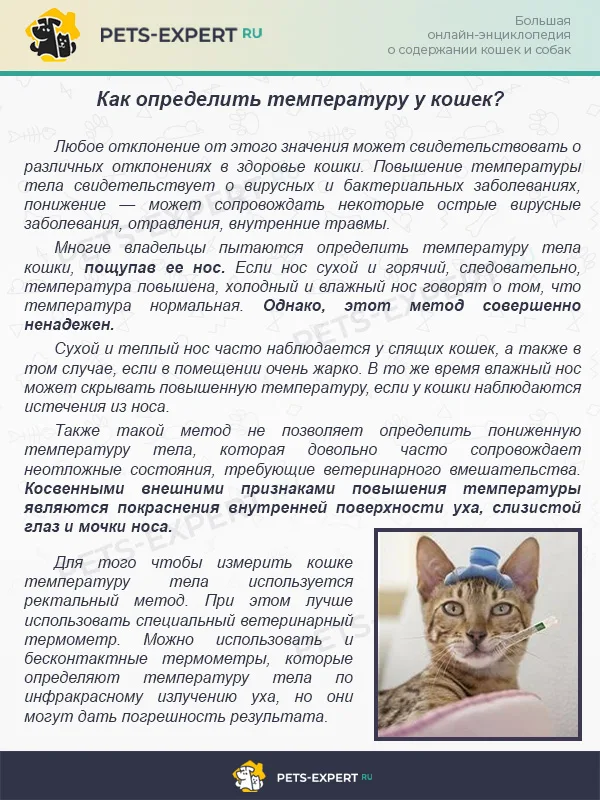 Как определить температуру у кошек?