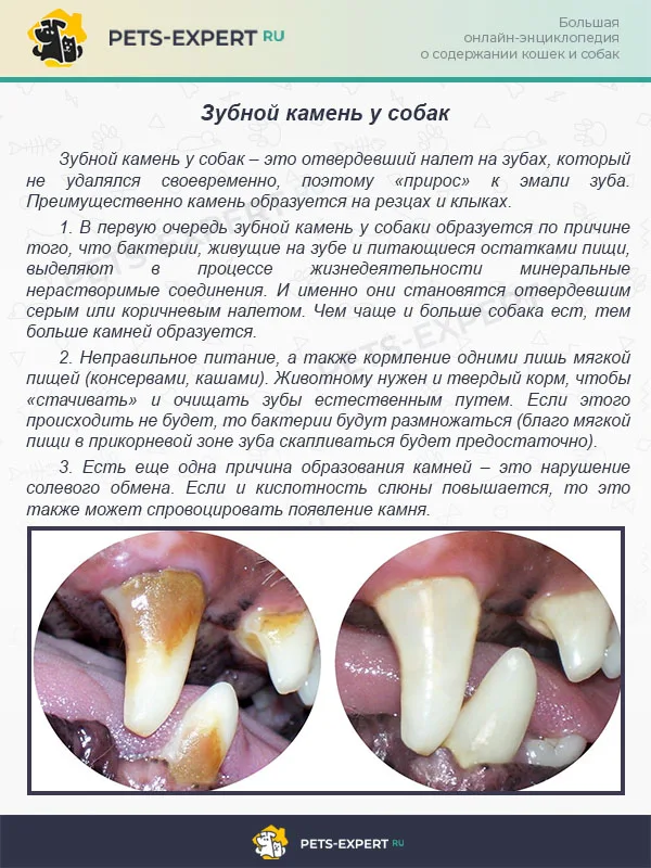 Зубной камень у собак