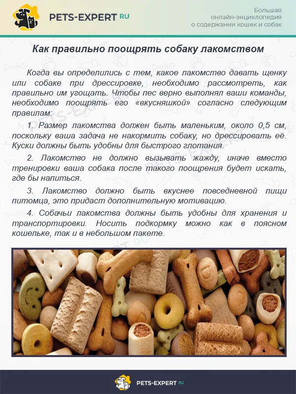 Как правильно поощрять собаку лакомством