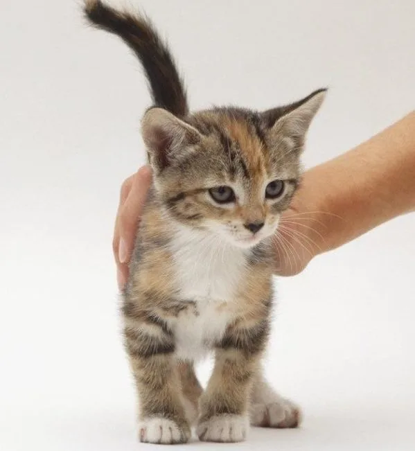 Чаще гладьте котенка