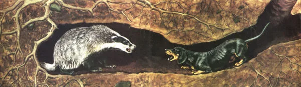 Такса загоняет барсука в тупик