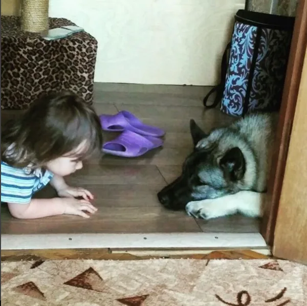 Норвежской лайке можно поручить нянчить ребёнка